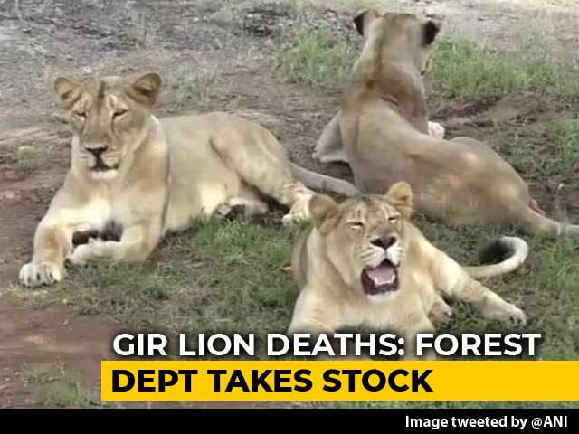 Teams Formed For Lion Rescue In Gujarat After Carcasses Of Big Cats Found