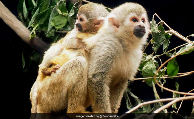Baby Spider Monkey, Among Most Endangered, Born In Colombian Zoo