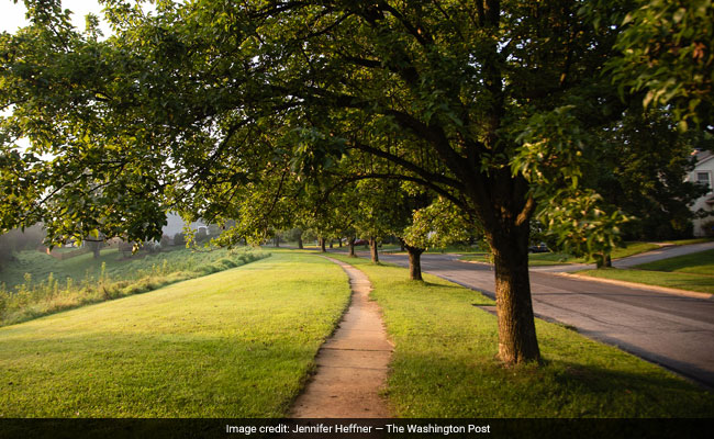 Scientists Thought They Created The Perfect Tree. It Became A Nightmare