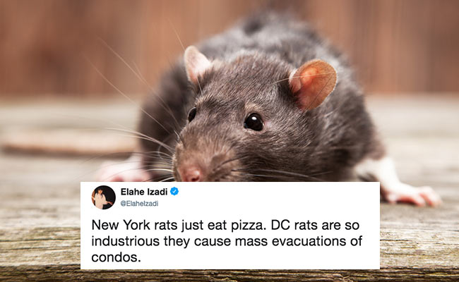 Rat Pulls Fire Alarm, Forces Washington Building Evacuation. And It's All On Film