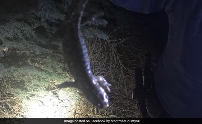Cops Get Call About 'Foot-Long Alligator' In Colorado. It Turns Out To Be...