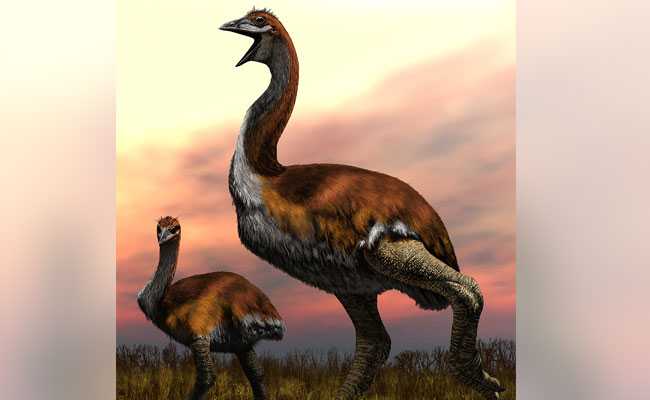 Biggest Bird Confusion Over. It's Vorombe Titan Of Madagascar, Says Study