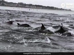 On Video, Hundreds Of Dolphins On Hunt Cut Through California Waters On Video, Hundreds Of Dolphins On Hunt Cut Through California Waters