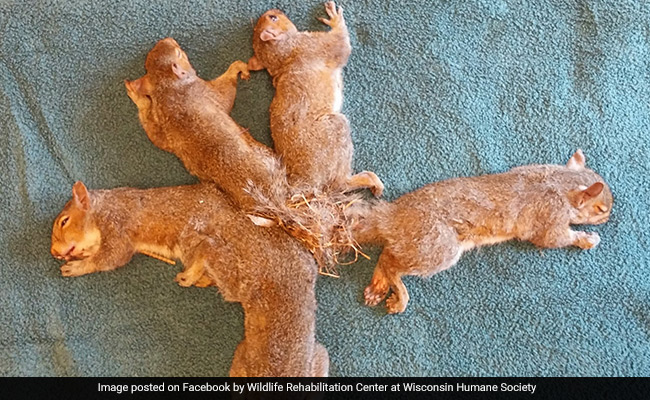 Tail-Spin: 5 Squirrel Siblings Found Themselves A Bit Tied Up...