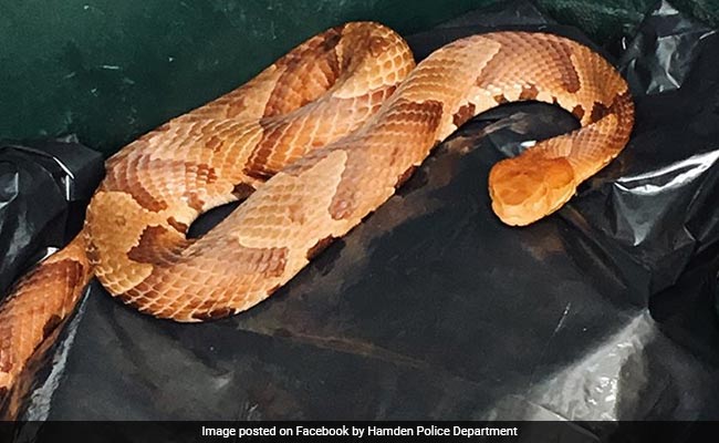 Connecticut Man Finds Venomous Snake Inside Garbage Bin At Home