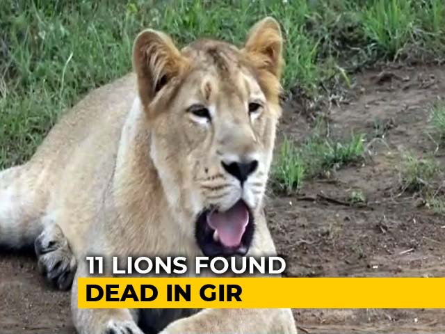 11 Lions Found Dead In Gujarat's Gir Forest