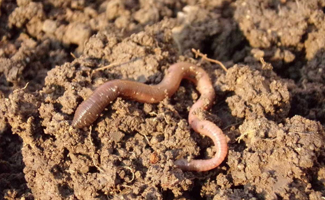Chinese Kindergartens Allegedly Fed Children Rotten, Worm-Infested Food