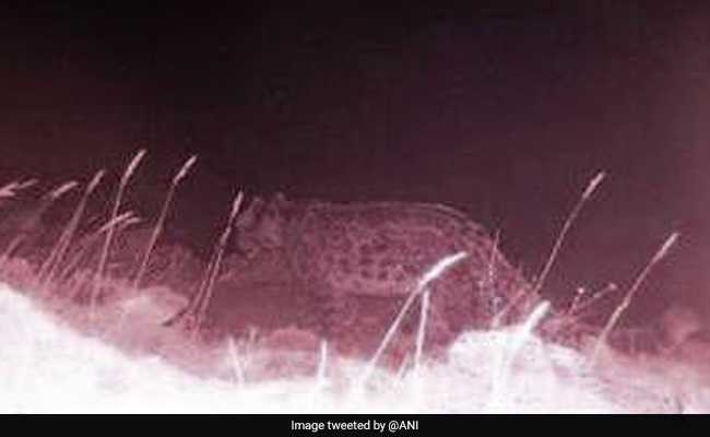 Rare Sighting: Snow Leopard Spotted In Himachal Pradesh Sanctuary