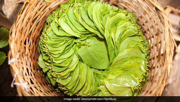 कैंसर सेल्स को बढ़ने से रोकने में मदद कर सकता है ये पत्ता, बासी मुंह चबाकर खा लीजिए फिर देखें कमाल