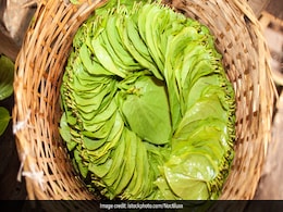 Betel Leaf Water Benefits: पान के पत्तों का पानी पीने के 5 जबरदस्त फायदे, कई रोगों के इलाज में मददगार Betel Leaf Water Benefits: पान के पत्तों का पानी पीने के 5 जबरदस्त फायदे, कई रोगों के इलाज में मददगार