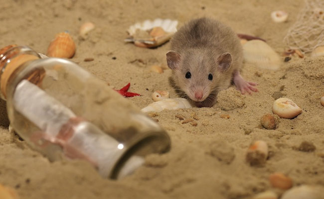 Removing "Zombie" Cells Deters Alzheimer's In Mice