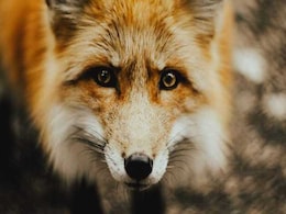 After 3-Year-Long Hunt, London Serial Cat Killer Turns Out To Be A Fox After 3-Year-Long Hunt, London Serial Cat Killer Turns Out To Be A Fox