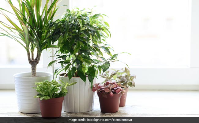 5 Indoor Plants That Act As Natural Air Purifiers