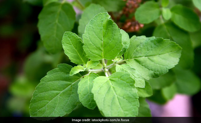Tulsi Leaves For Diabetes: How To Use Holy Basil To Manage Blood Sugar Levels
