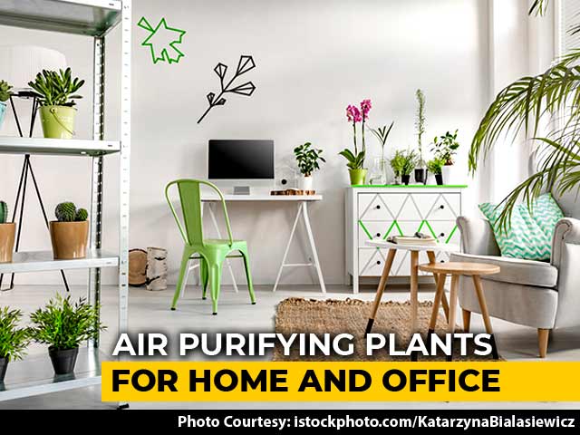5 Air Purifying Plants For Home And Office