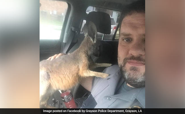 Runaway Kangaroo Stops Traffic On Highway. Sounds Like Australia? It Wasn't