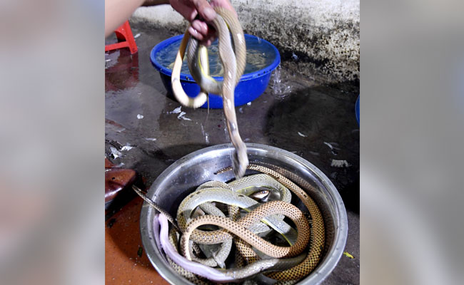 Snakes On A Plate Served Steamed Or Fried In This Country