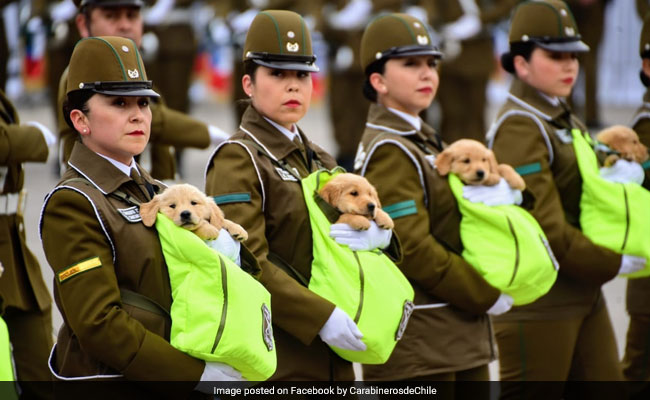 Adorable Police Puppies Were The Real Stars Of Chile's Military Parade