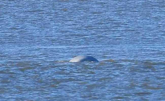 Concerns Grow For Arctic Beluga Whale After 2 Spottings In Thames Estuary