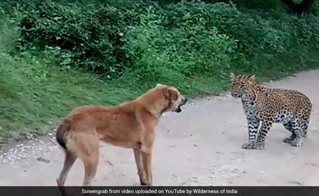 कुत्ते का शिकार करने आया था भूखा तेंदुआ, फिर हुआ कुछ ऐसा, देखकर आ जाएगी हंसी, देखें VIDEO
