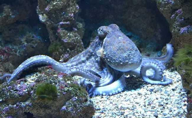 This Is What Happens To A Shy Octopus On Ecstasy