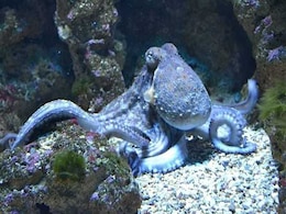 This Is What Happens To A Shy Octopus On Ecstasy This Is What Happens To A Shy Octopus On Ecstasy