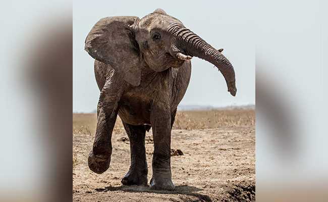 Elephant In "Catch Tiger" Operation Flees, Rangers Launch Search