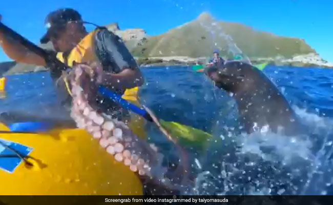 Seal Slaps Kayaker In The Face With An Octopus In New Zealand