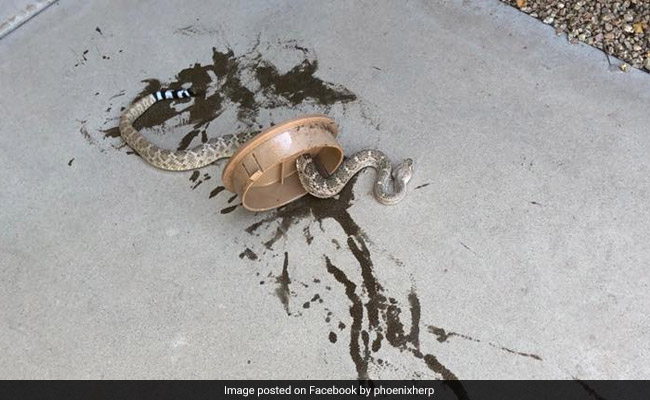 Snake Finds Itself In A Tough Spot, Gets Rescued