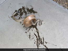 Snake Finds Itself In A Tough Spot, Gets Rescued Snake Finds Itself In A Tough Spot, Gets Rescued