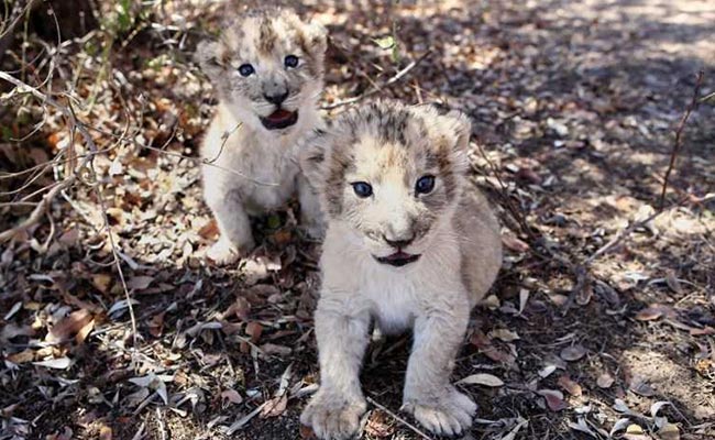 World's First Lion Cubs Conceived Artificially In South Africa