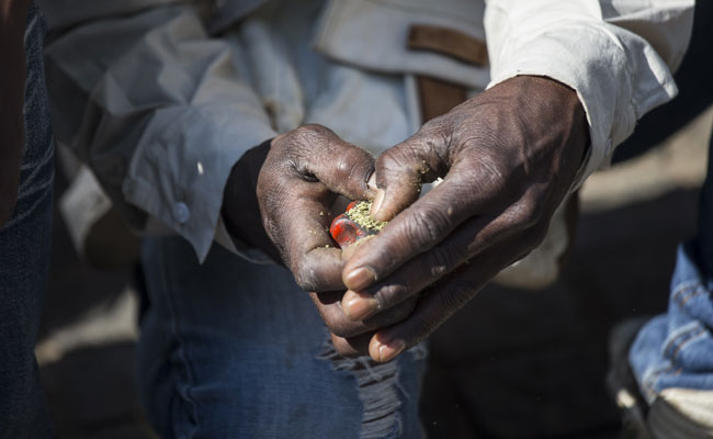 5 Engineering Students Arrested For Selling Marijuana In Hyderabad