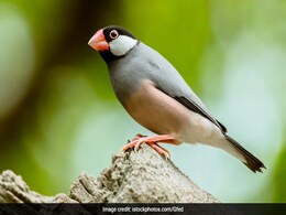 Revenue Officials Seizes Exotic Birds Smuggled Into India From Bangladesh Revenue Officials Seizes Exotic Birds Smuggled Into India From Bangladesh