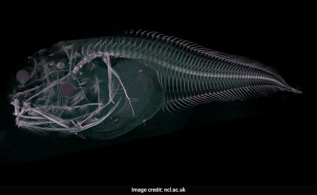 Scientists Discover 3 New Sea Creatures In Depths Of The Pacific Ocean