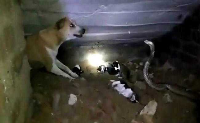 Dramatic Photos Show Dog's Fight With Cobra To Save Her Puppies