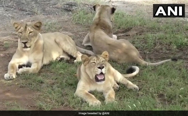 Lioness Rescued After Falling Into A Well In Gir, Suffers Minor Injuries