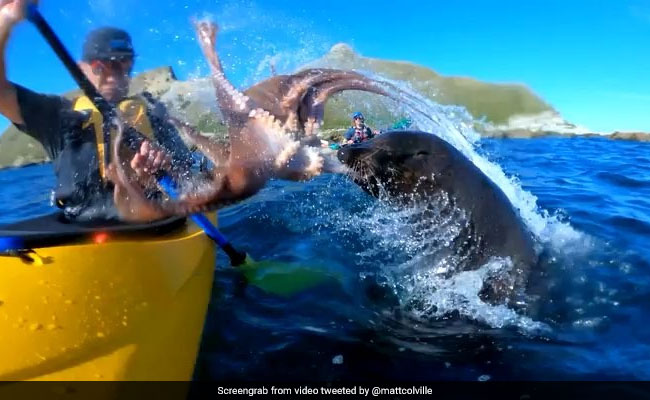 नाव चला रहा था शख्स, गुस्से में ऑक्टोपस ने मार दिया थप्पड़, देखें ये मजेदार VIDEO