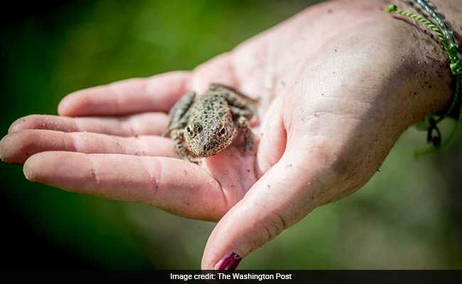 "Great Little Animals": US Supreme Court To Look At Endangered Frog