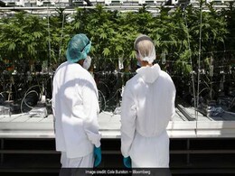 Coca-Cola Eyeing Cannabis Infused Drinks Market Coca-Cola Eyeing Cannabis Infused Drinks Market