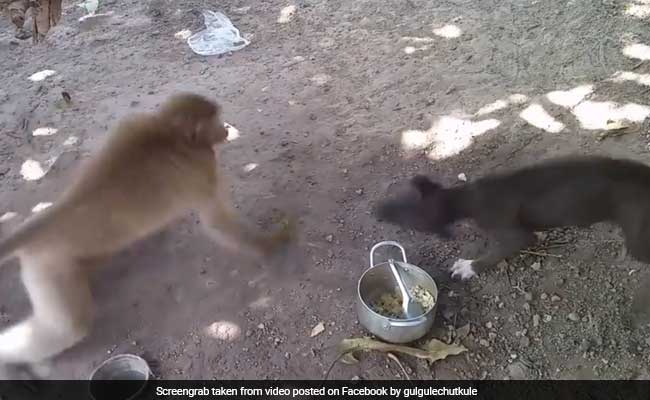 VIDEO: खाने के लिए कुत्ते और बंदर के बीच हुई जंग, देखें आखिर में किसकी हुई जीत