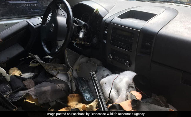 Bear Breaks Into Car, Leaves Its Interiors Completely Damaged