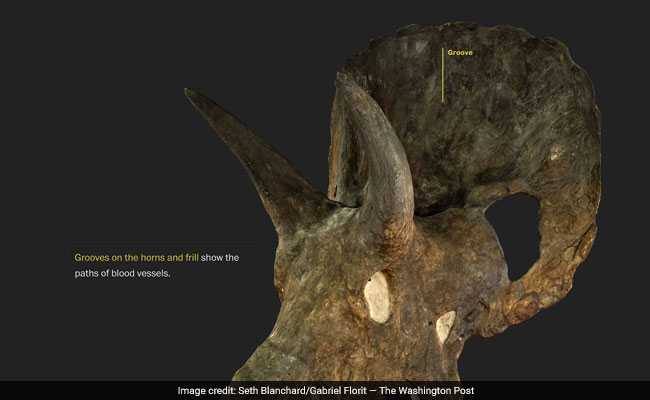 Mystery Dinosaur To Stay In Basement As New US Museum Opens Next Year