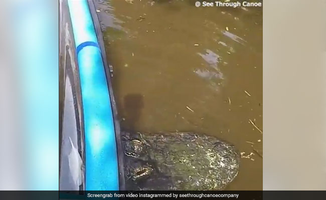 Canoe Gets Stuck On Giant Alligator's Back In Florida. Watch Scary Video