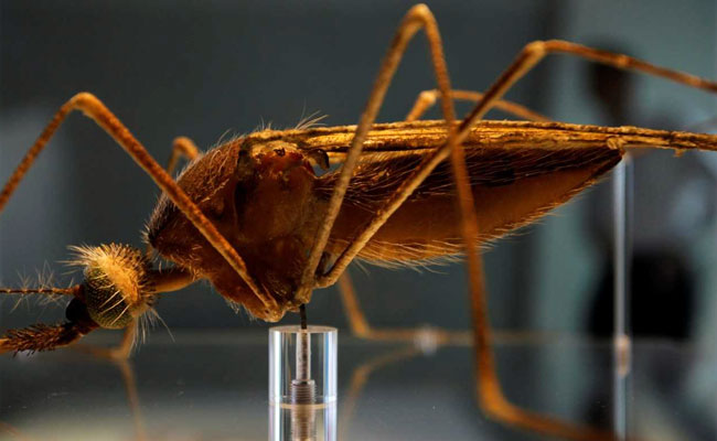 In Breakthrough, Malaria Mosquitoes Wiped Out In Trials Using This Method