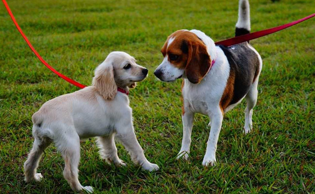 A Hyderabad Dump Yard Transformed Into India's First Exclusive Dog Park