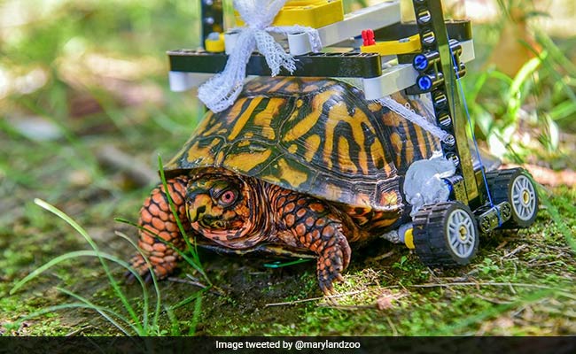 Injured Turtle At Maryland Zoo Now Zooms About In Tiny Custom Wheelchair