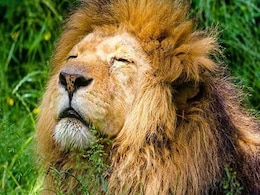 After Lioness, 12-Year-Old Lion Dies Of COVID-19 At Tamil Nadu Zoo After Lioness, 12-Year-Old Lion Dies Of COVID-19 At Tamil Nadu Zoo