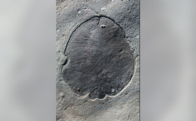 'Fat' Traces Confirm Weird Fossils Were Earliest Animals