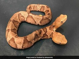 Two-Headed Snake Found In Virginia House Backyard Two-Headed Snake Found In Virginia House Backyard
