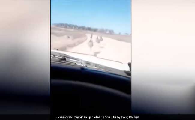 Man Who Filmed Himself Running Over Emus Charged With Animal Cruelty